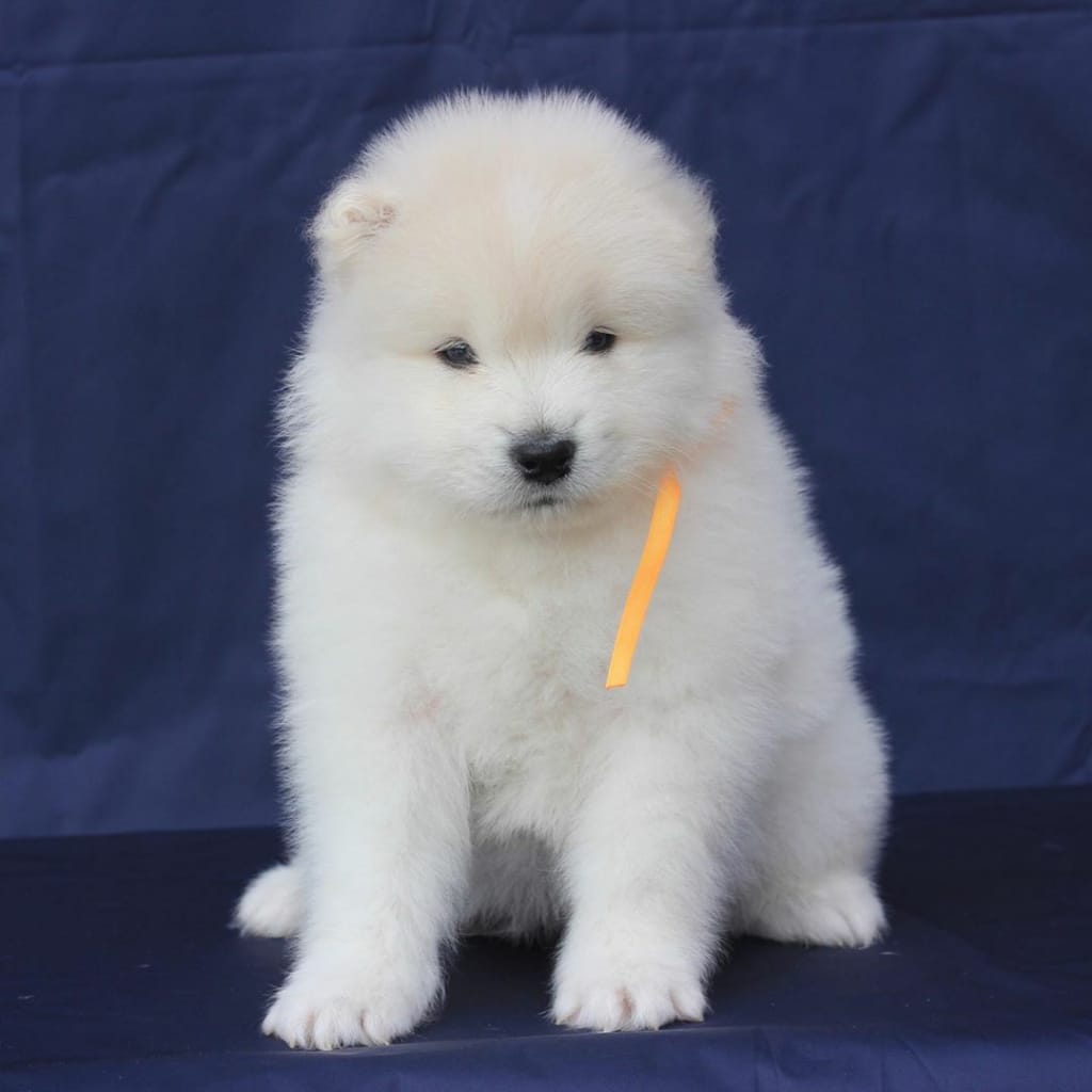 For Sale samoyed puppies for sale